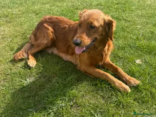 Golden Retriever dogs Golden retriever(working line) 2 males available - Advert 7