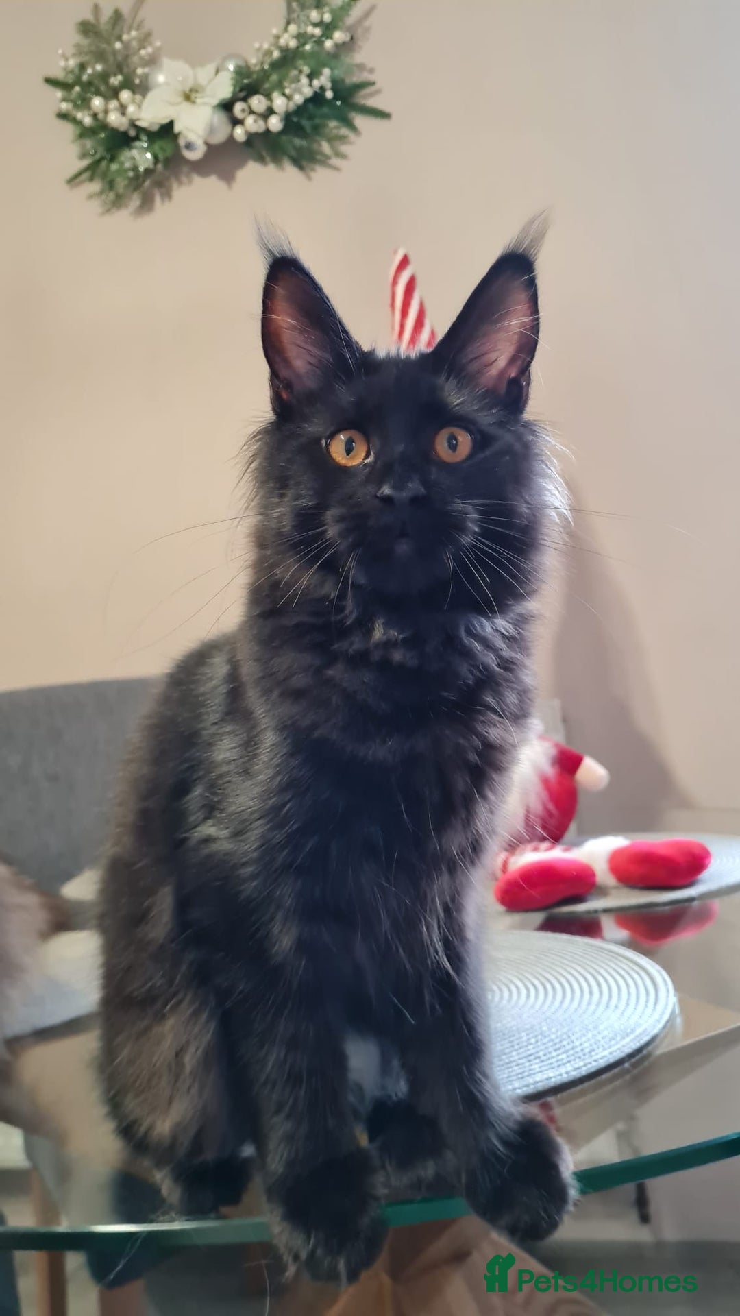 Maine Coon cats for sale: ✨2 GCCF Females Ready to go!✨ - Advert 21