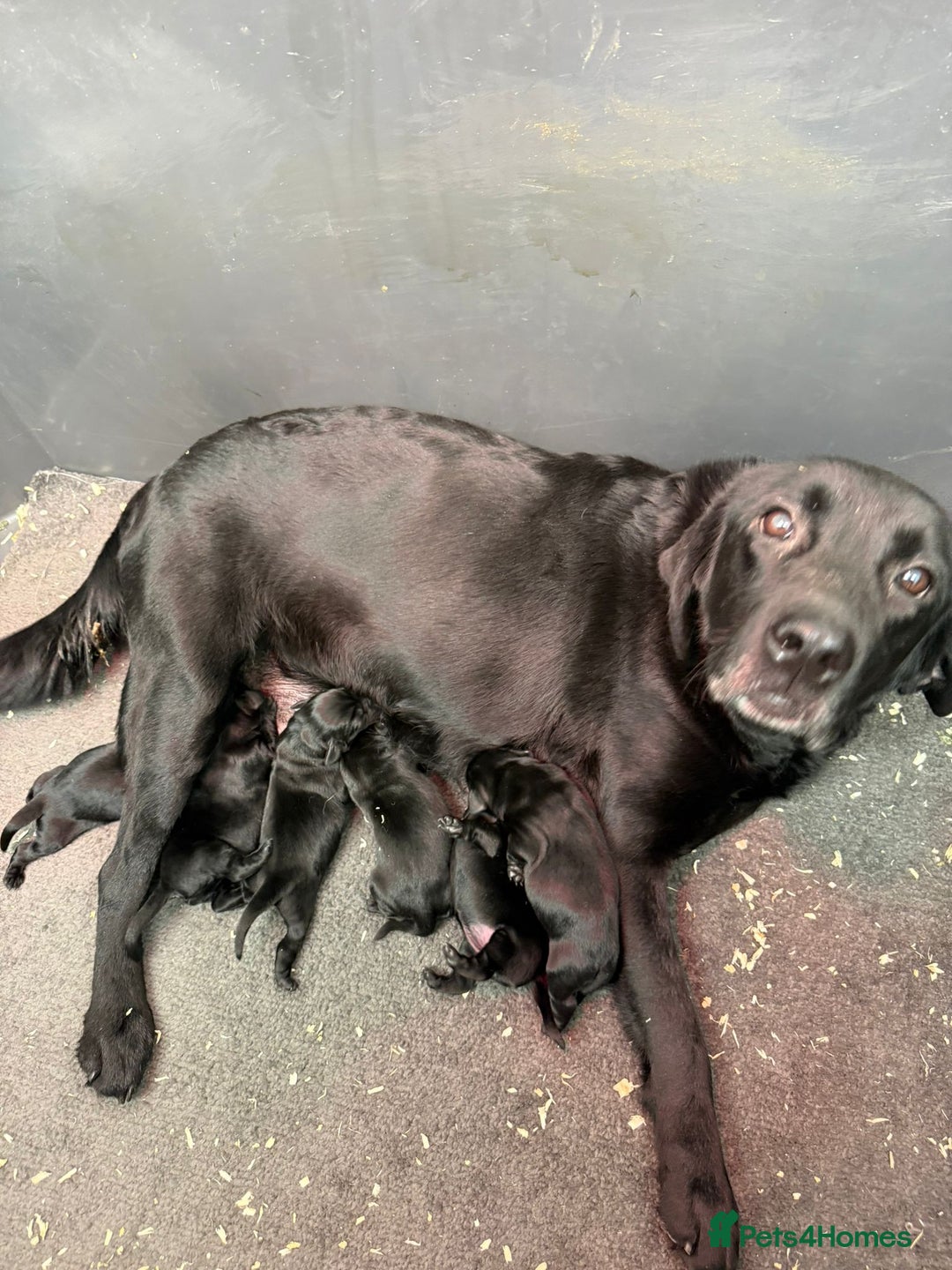 Labrador Retriever dogs for sale: Beautiful Black KC reg Labrador Puppies - Advert 4