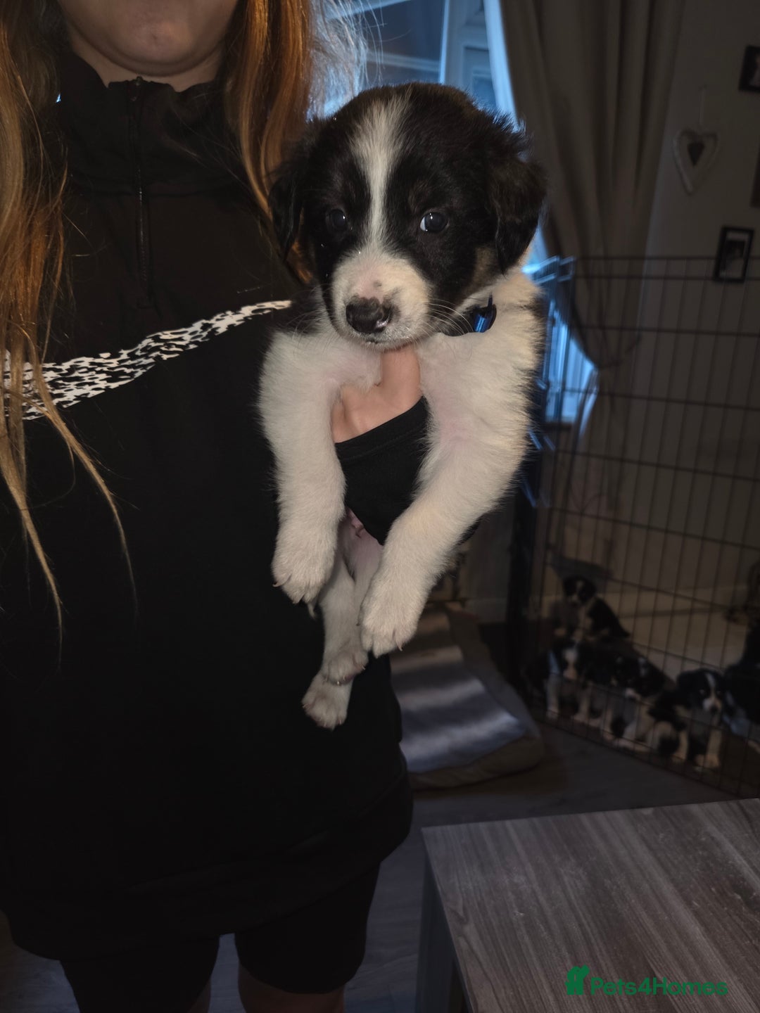 Border Collie dogs for sale: Border collie pups  - Image 1