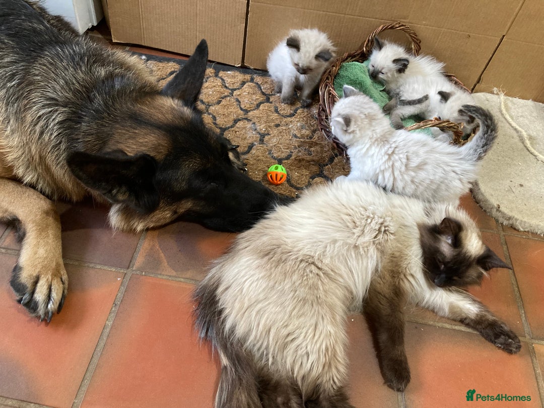 Ragdoll cats for sale: Ragdoll Kittens in Boston - Image 20