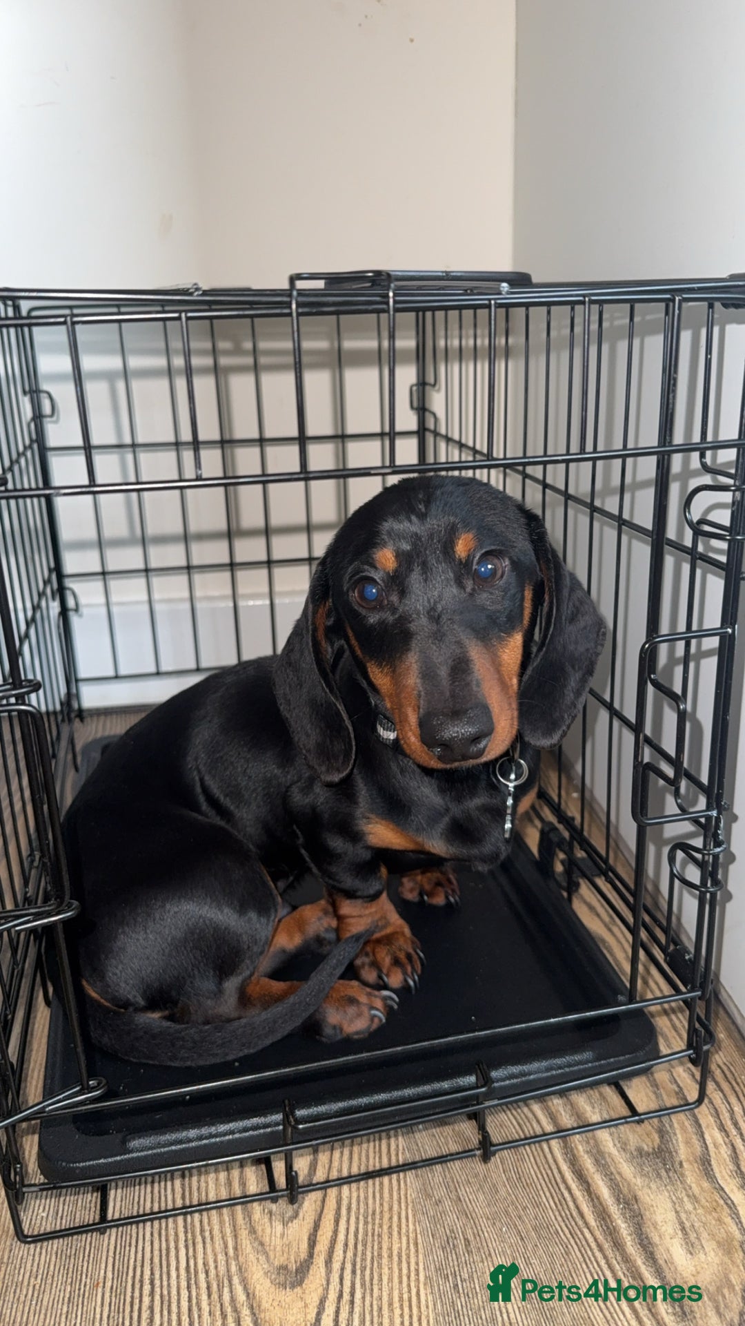 Dachshund dogs for sale: Dachshund  - Image 1