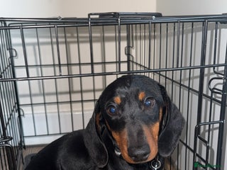 Dachshund dogs for sale - Advert 1