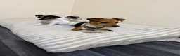 Jack Russell dogs for sale: Minature jack russells in Coventry - Advert 13