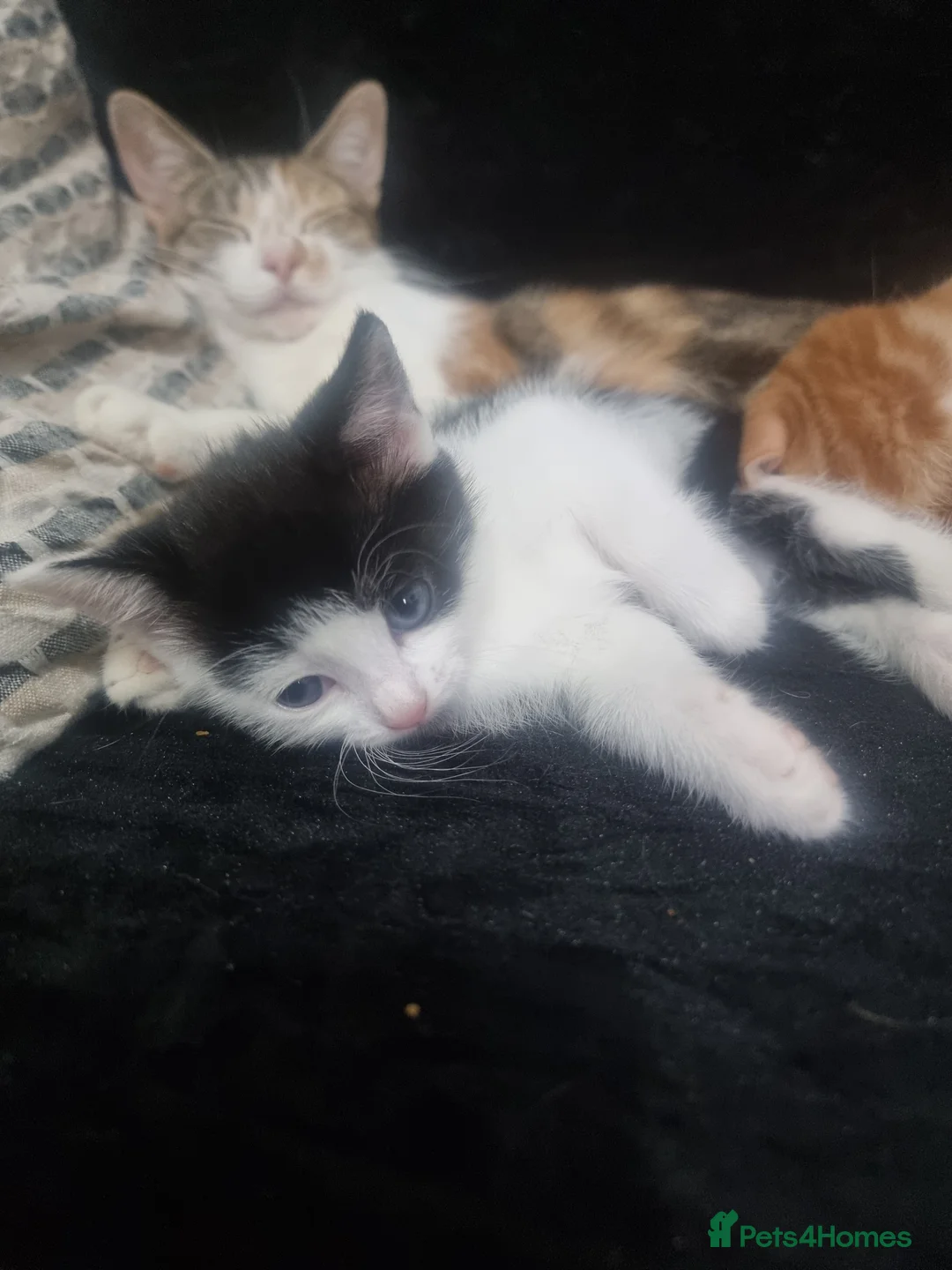 Mixed Breed cats for sale: Kittens - Advert 2