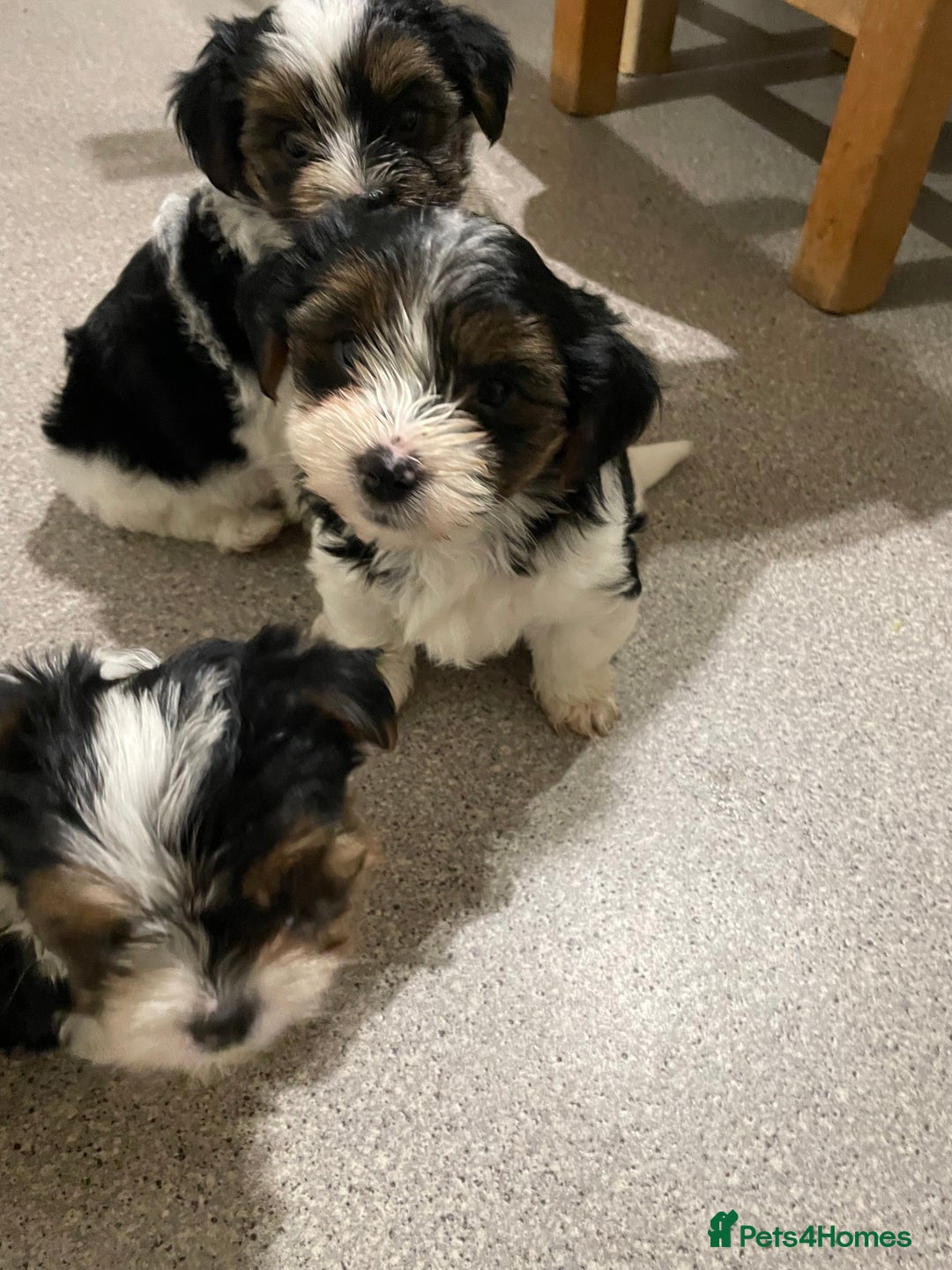 Biewer Terrier dogs for stud: Biewer terrier stud - Advert 18