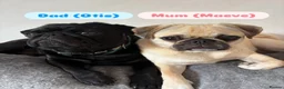 Pug dogs for sale: Beautiful Purebred Pug Pups (Parents can be seen) - Advert 2