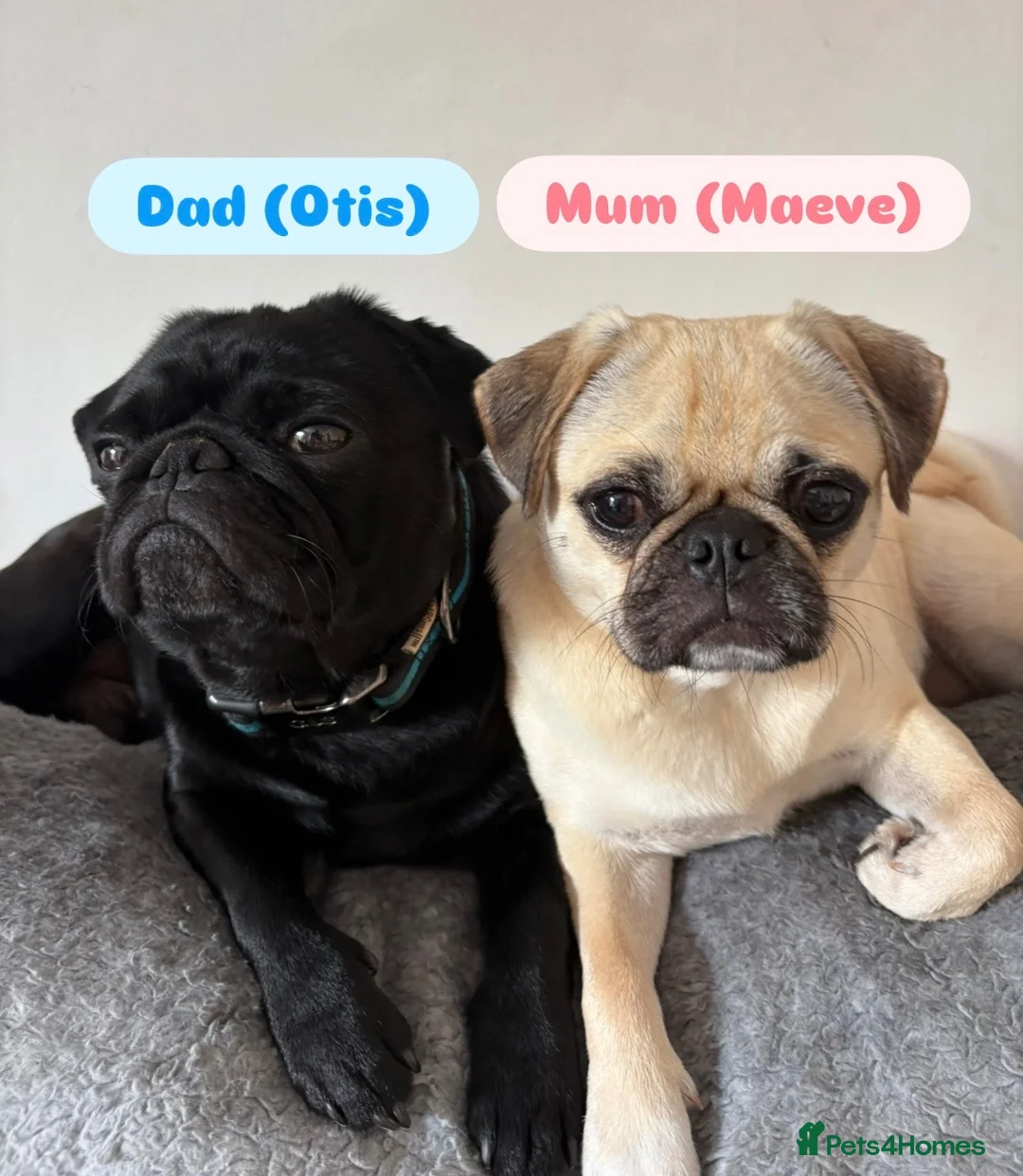 Pug dogs for sale: Beautiful Purebred Pug Pups (Parents can be seen) - Advert 2