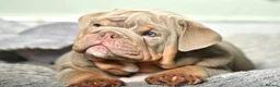English Bulldog dogs for sale: Like Father Like Son 1 Male pup available in Burnley - Advert 8