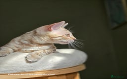 Bengal cats for sale: Clouded Mink Rosetted Bengal Girl - Image 10