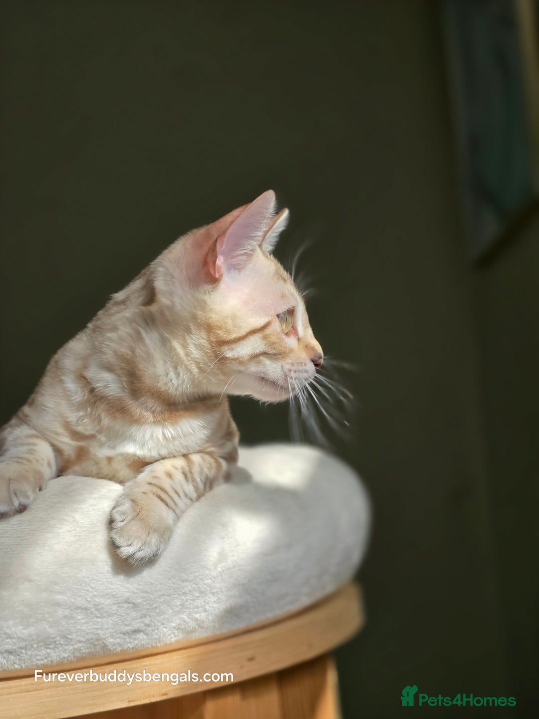 Bengal cats for sale: Clouded Mink Rosetted Bengal Girl - Image 10
