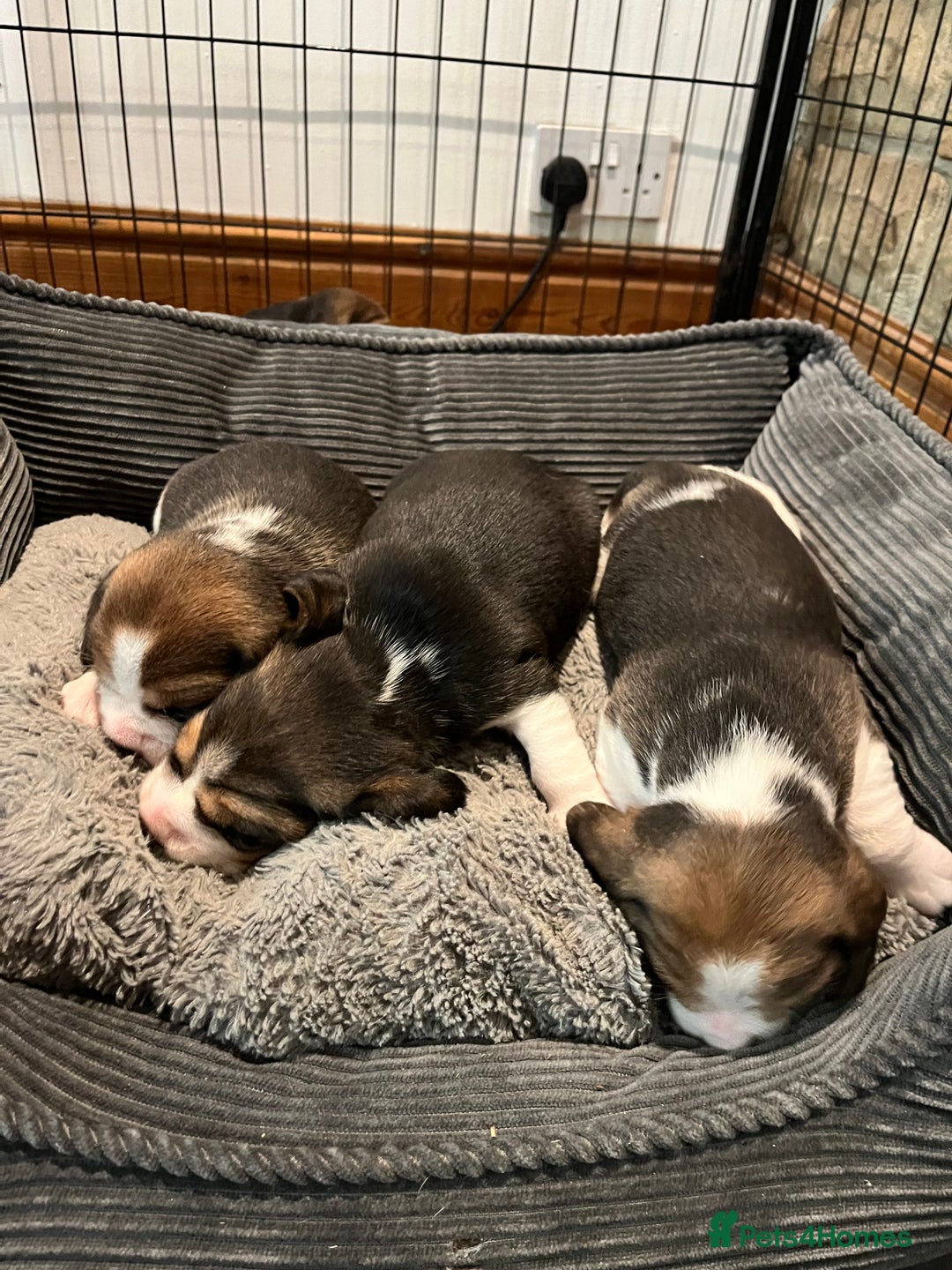 Beagle dogs for sale: Champion Bred Puppies (KC Reg) - Advert 5