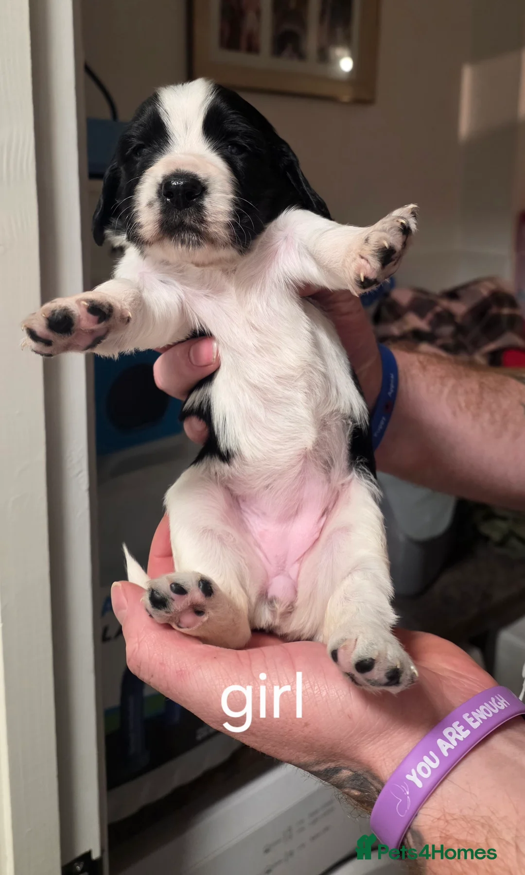 Sprocker dogs for sale: Sprocker puppies - Advert 5