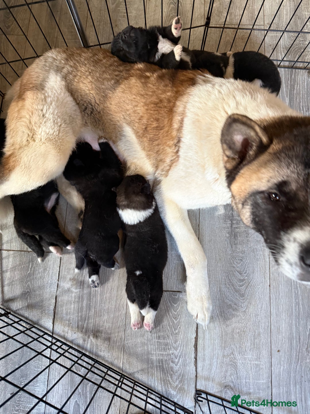 Akita dogs for sale: Big bear head full American Akitas  - Advert 2