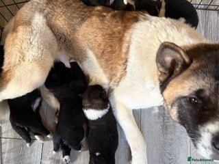 Akita dogs Big bear head full American Akitas - Advert 14