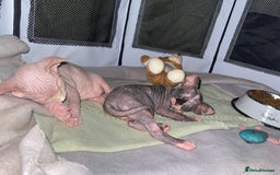 Sphynx cats for sale: 3 adorable Sphynx looking for their forever home  - Image 12