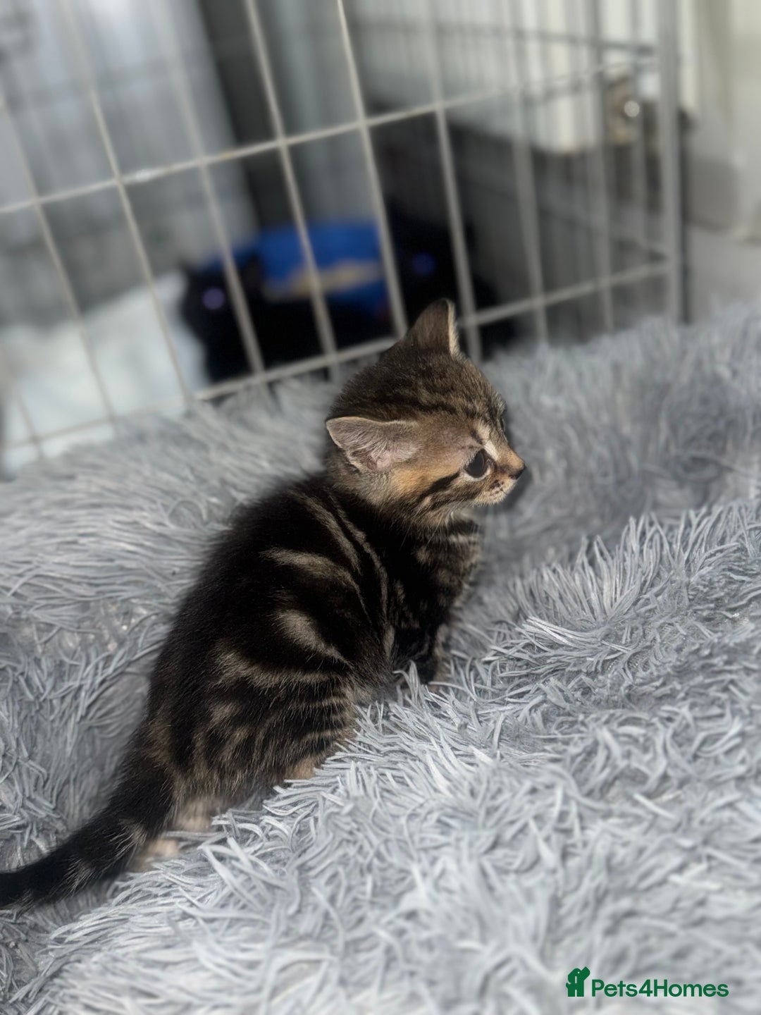 Mixed Breed cats for sale: 5 beautiful kittens for sale  - Advert 8