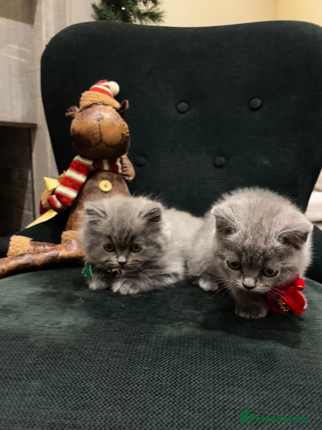 British Shorthair cats for sale: British Shorthair Kittens - Advert 28