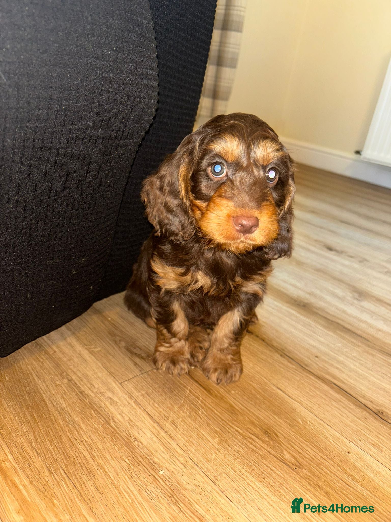 Cockapoo dogs F1 cockapoo puppies  - Advert 15