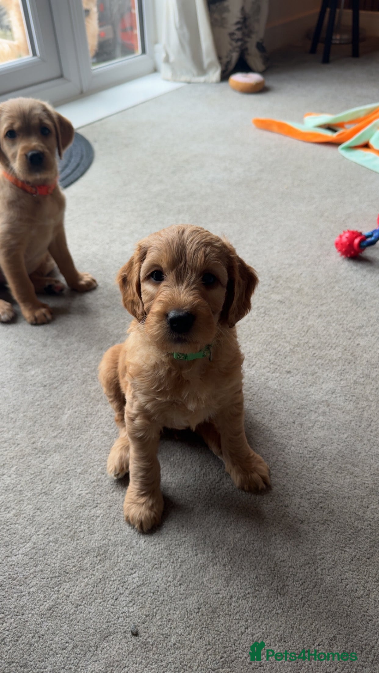 Double Doodle dogs 🐾 !!LAST GIRL AVAILABLE!!! 🐾 - Advert 7