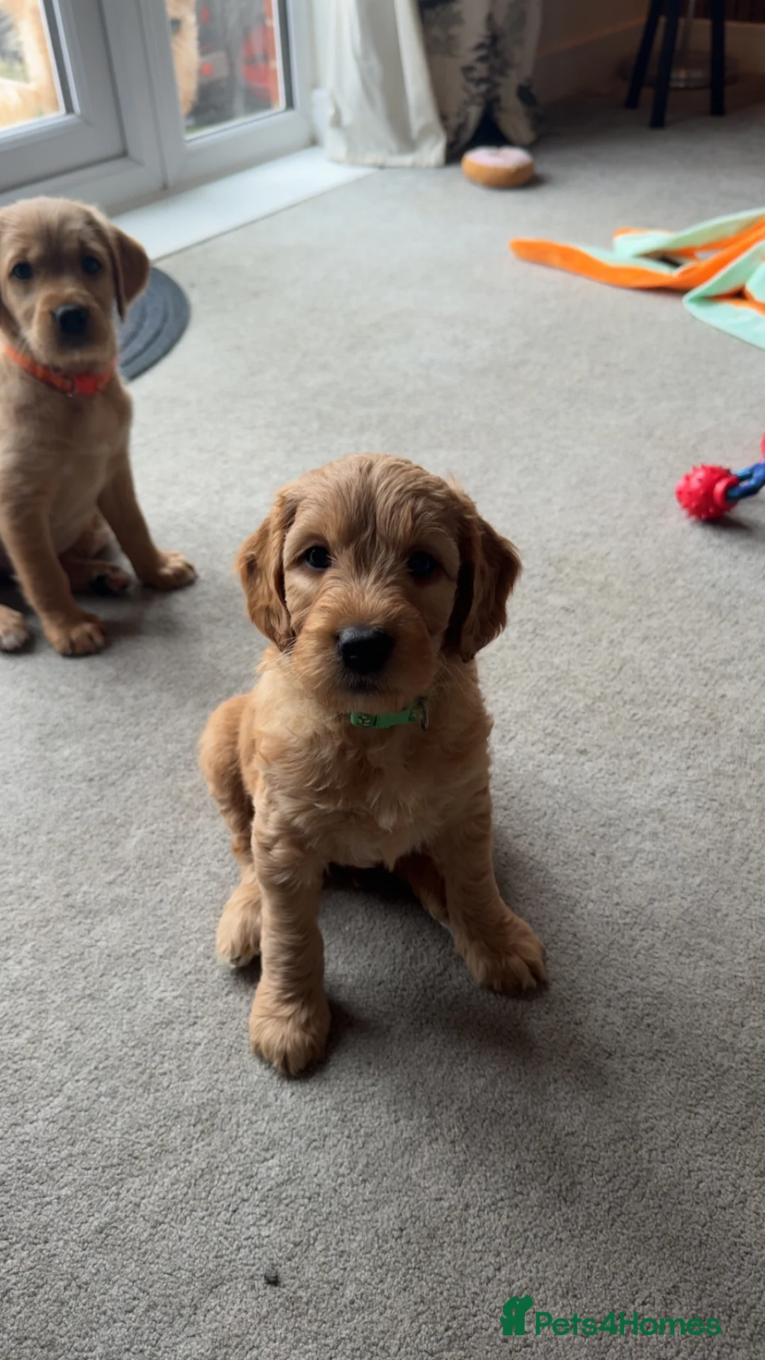 Double Doodle dogs for sale: READY NOW 🐾 !!LAST GIRL AVAILABLE!!! 🐾 - Advert 2