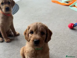 Double Doodle dogs 🐾 !!LAST GIRL AVAILABLE!!! 🐾 - Advert 7