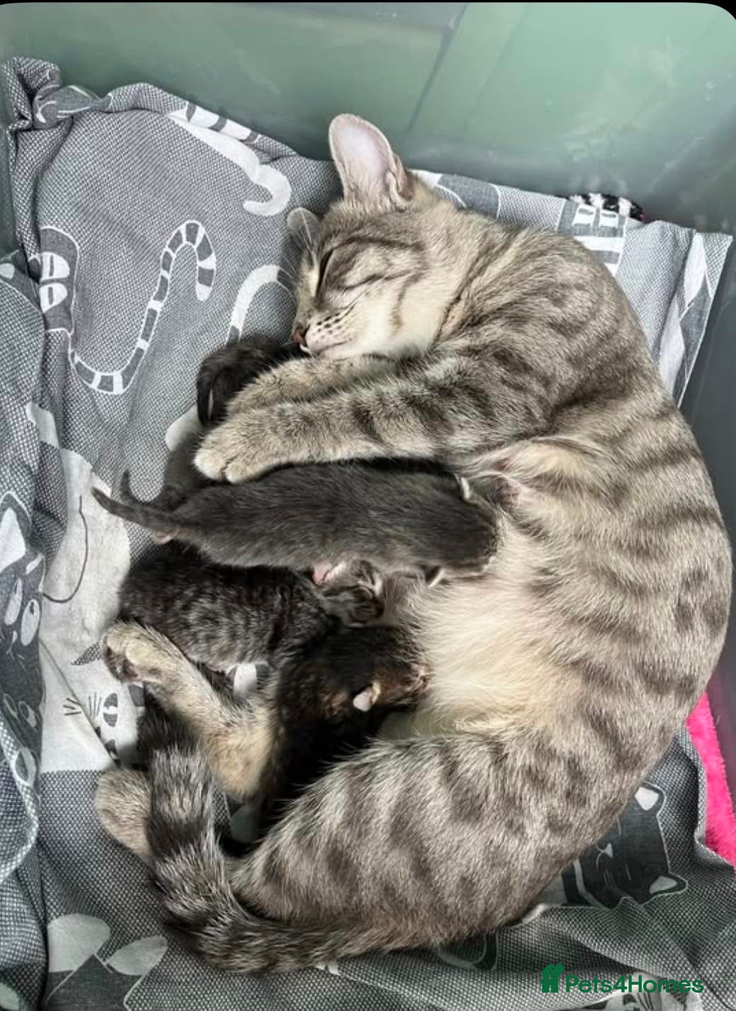 Mixed Breed cats Cute tabby kittens 8 weeks - Advert 2