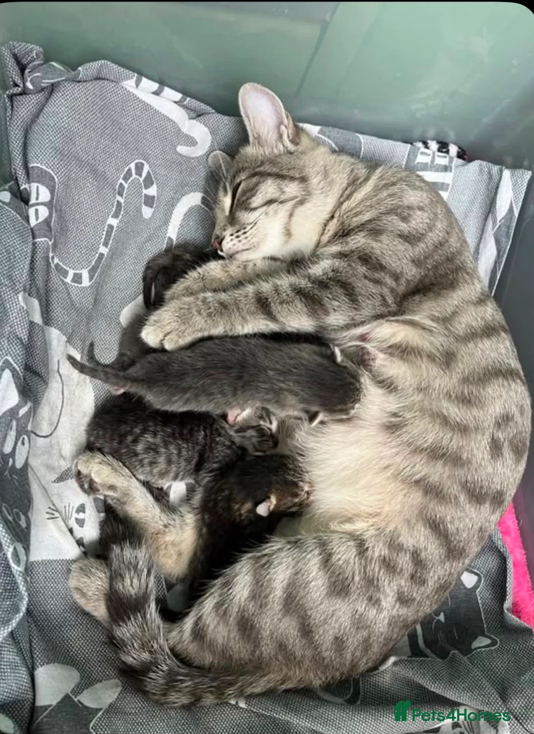 Mixed Breed cats for sale: Cute tabby kittens 8 weeks in Bradford - Advert 1