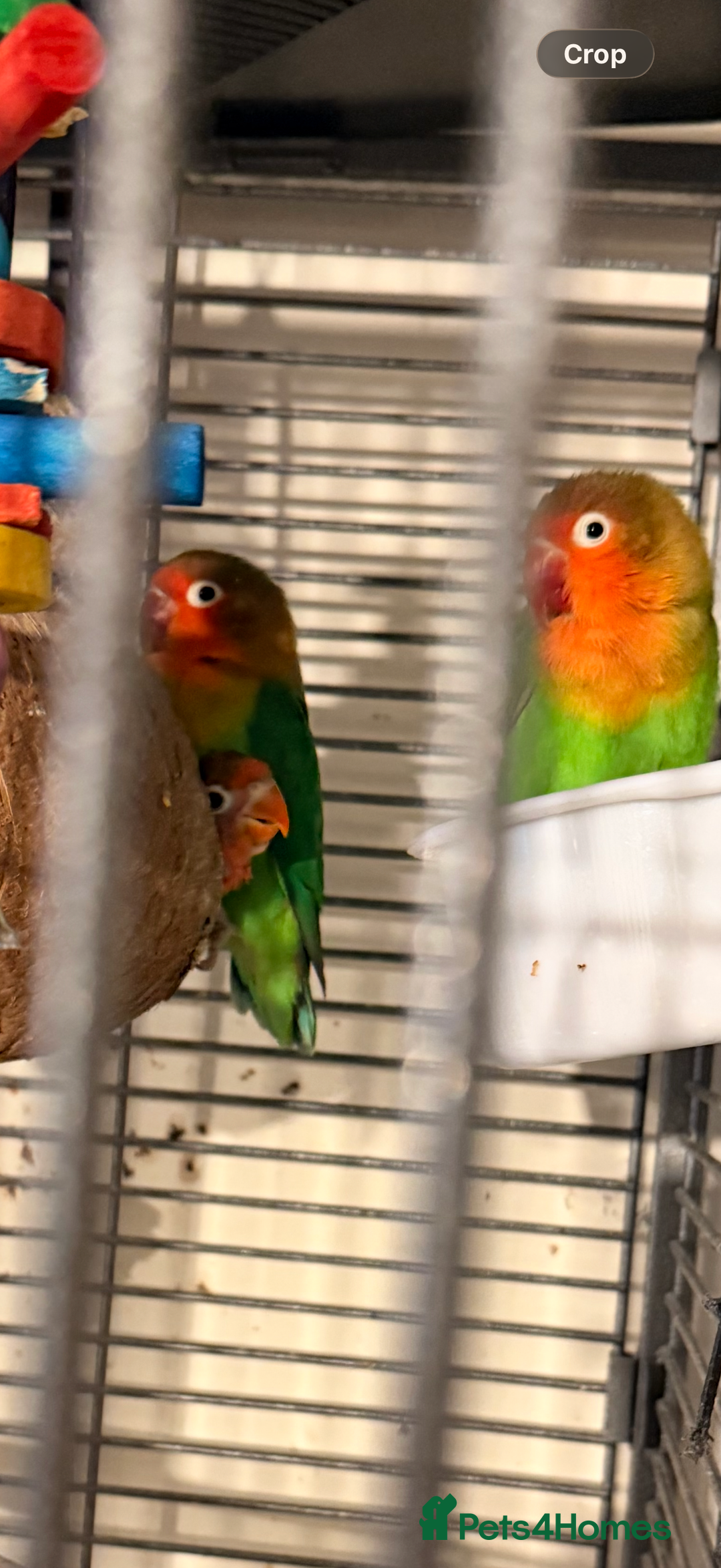 Lovebirds birds for sale: Family of 4 lovebirds  - Advert 2