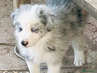 Border Collie dogs - Advert 1