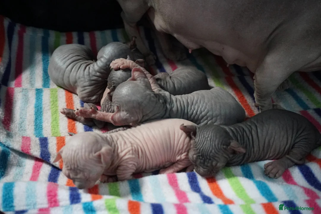 Sphynx cats for stud: Black tabby Sphynx Elf for STUD in Oldham - Advert 22