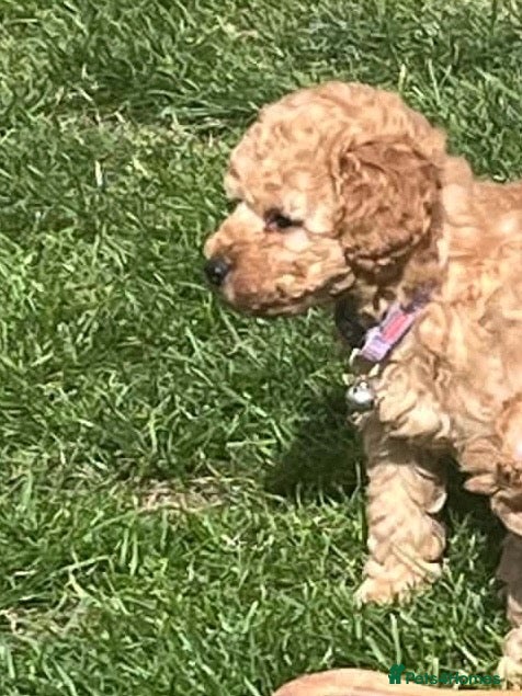 Toy Poodle dogs KC registered outstanding toy boys  - Advert 2