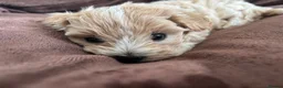 Maltipoo dogs for sale:  **  Korean male champagne and white Maltipoo in Worksop - Advert 6