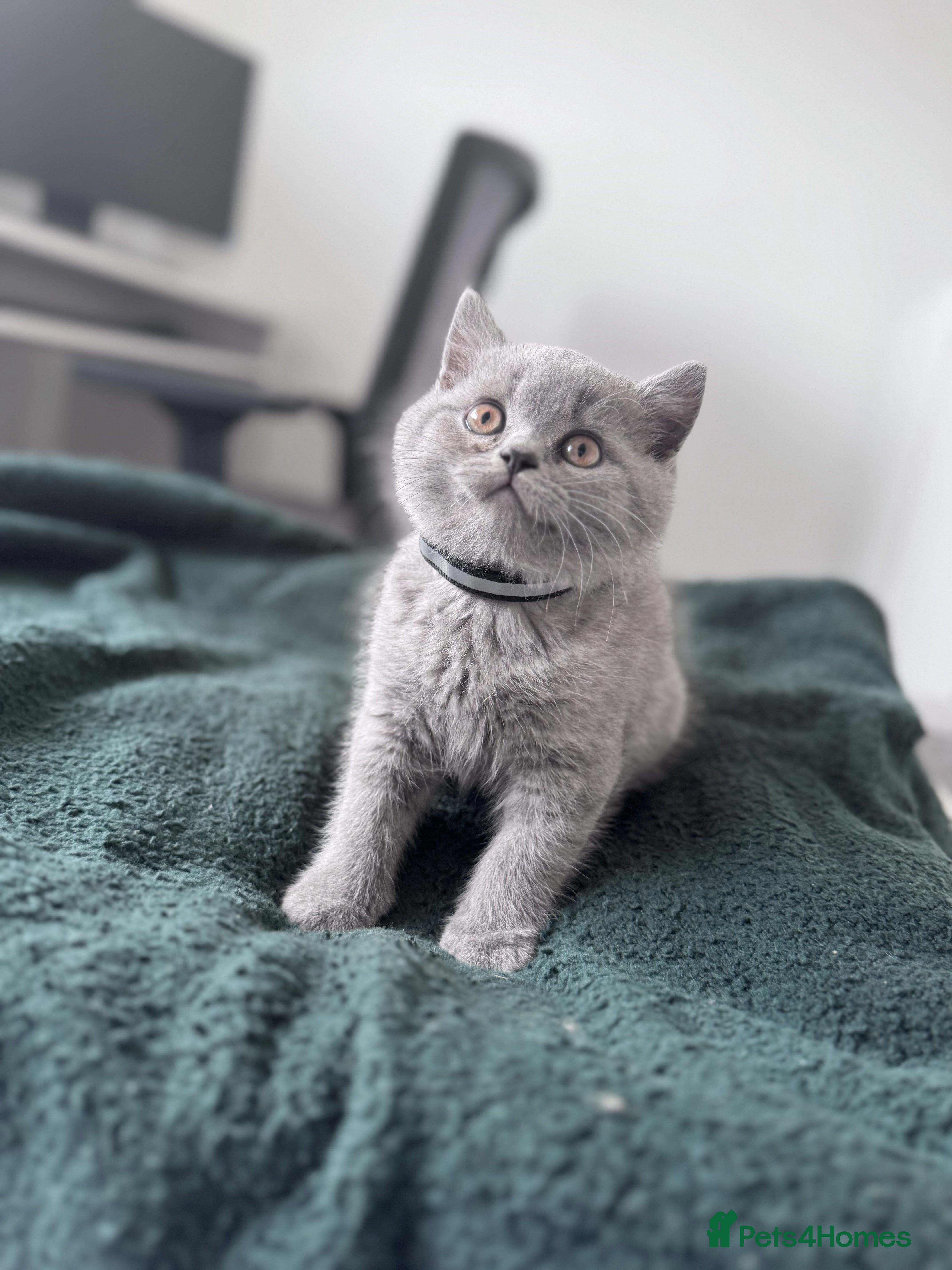 British Shorthair cats 1 boy left British shorthair kittens 🐈‍⬛ - Advert 18