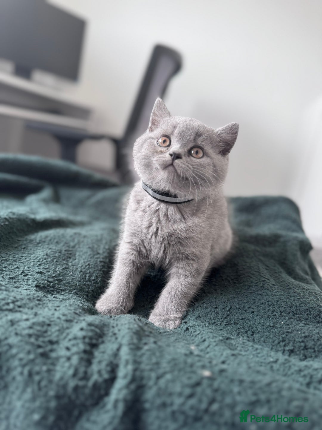British Shorthair cats for sale: British shorthair kittens 🐈‍⬛ - Advert 28