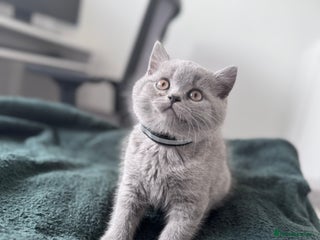 British Shorthair cats 1 boy left British shorthair kittens 🐈⬛ - Advert 18