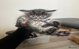 Domestic Shorthair cats for sale: 4 Kittens ready to find their forever home🐾 - Image 5