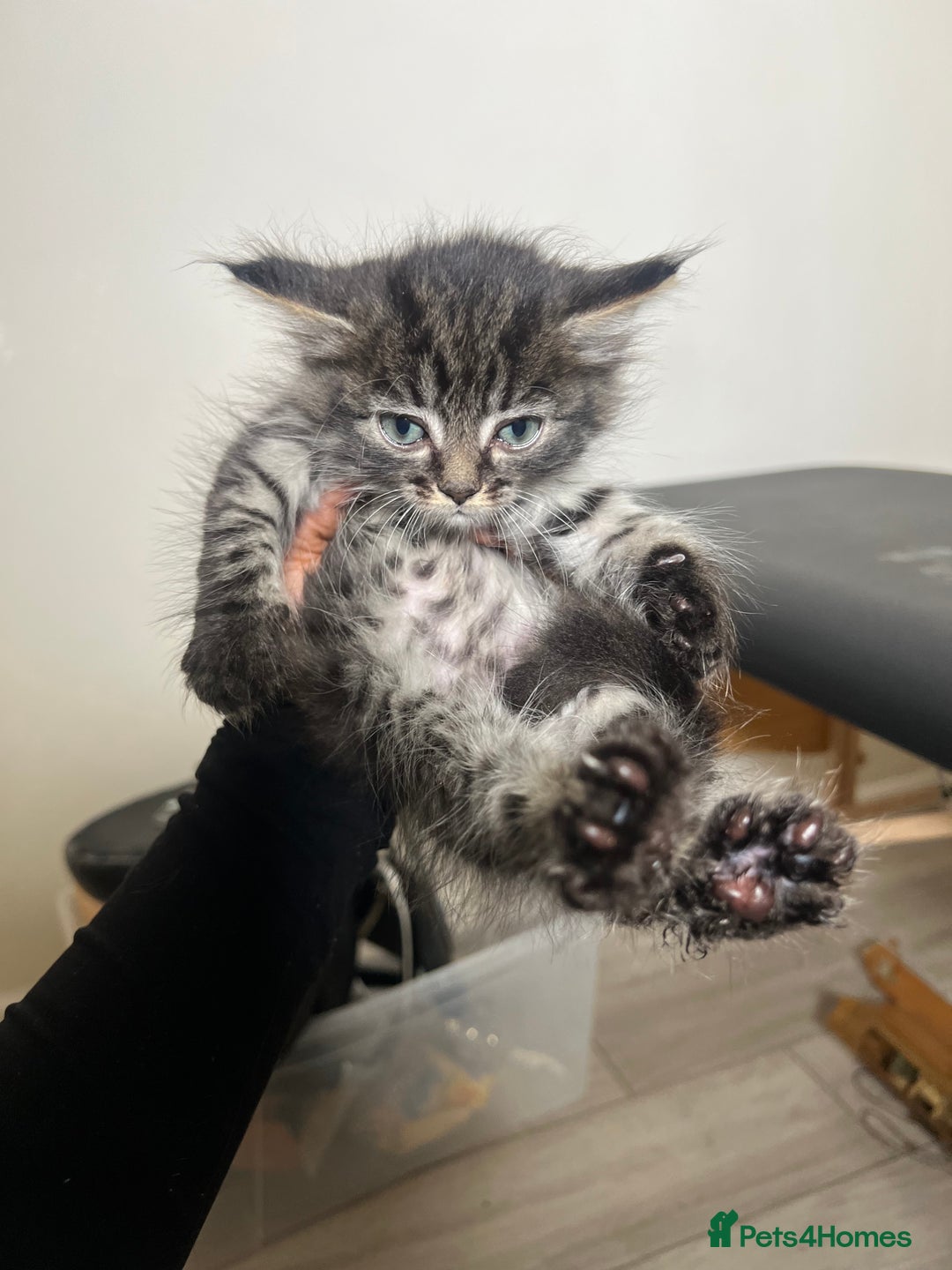 Domestic Shorthair cats for sale: 4 Kittens ready to find their forever home🐾 - Image 5