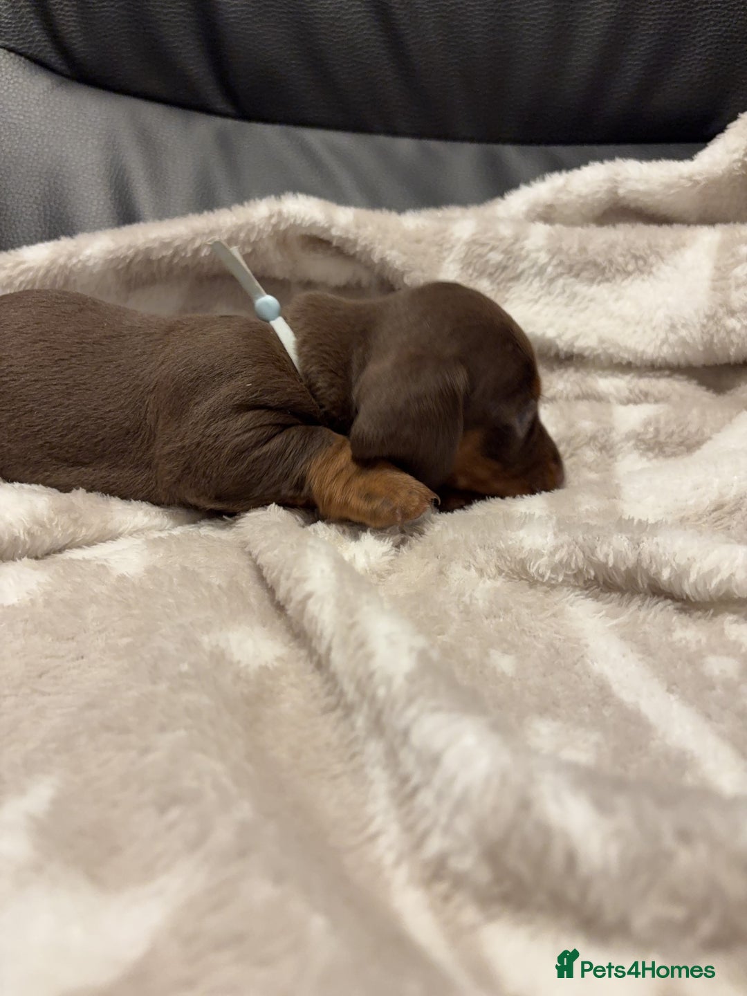 Miniature Dachshund dogs for sale: Miniature Dachshund Puppies Chocolate and Tan KC - Advert 5