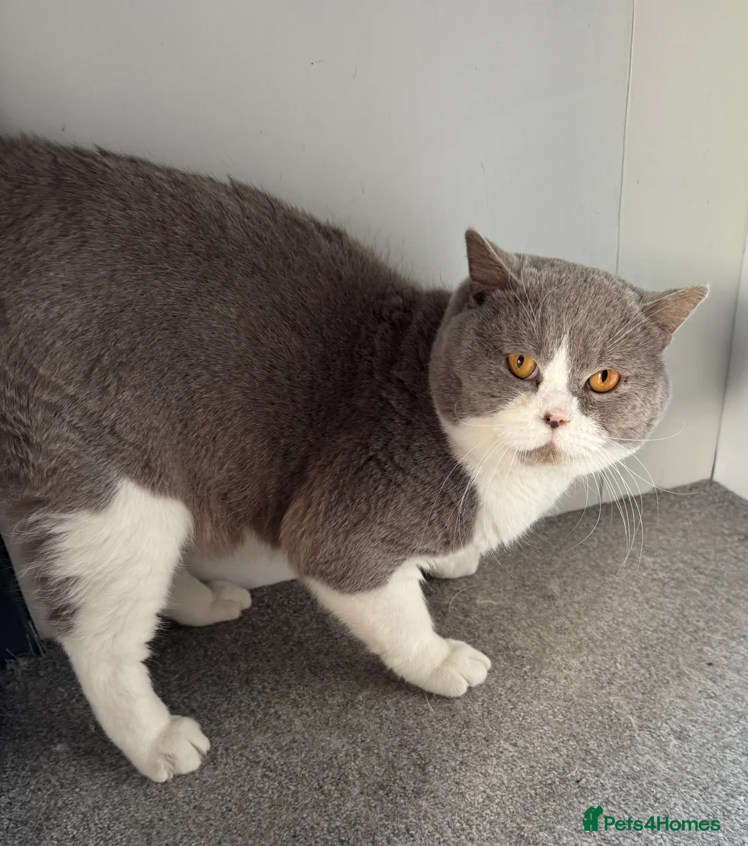 British Shorthair cats for stud: Stunning BSH lilac bi colour boy in Swansea - Advert 7