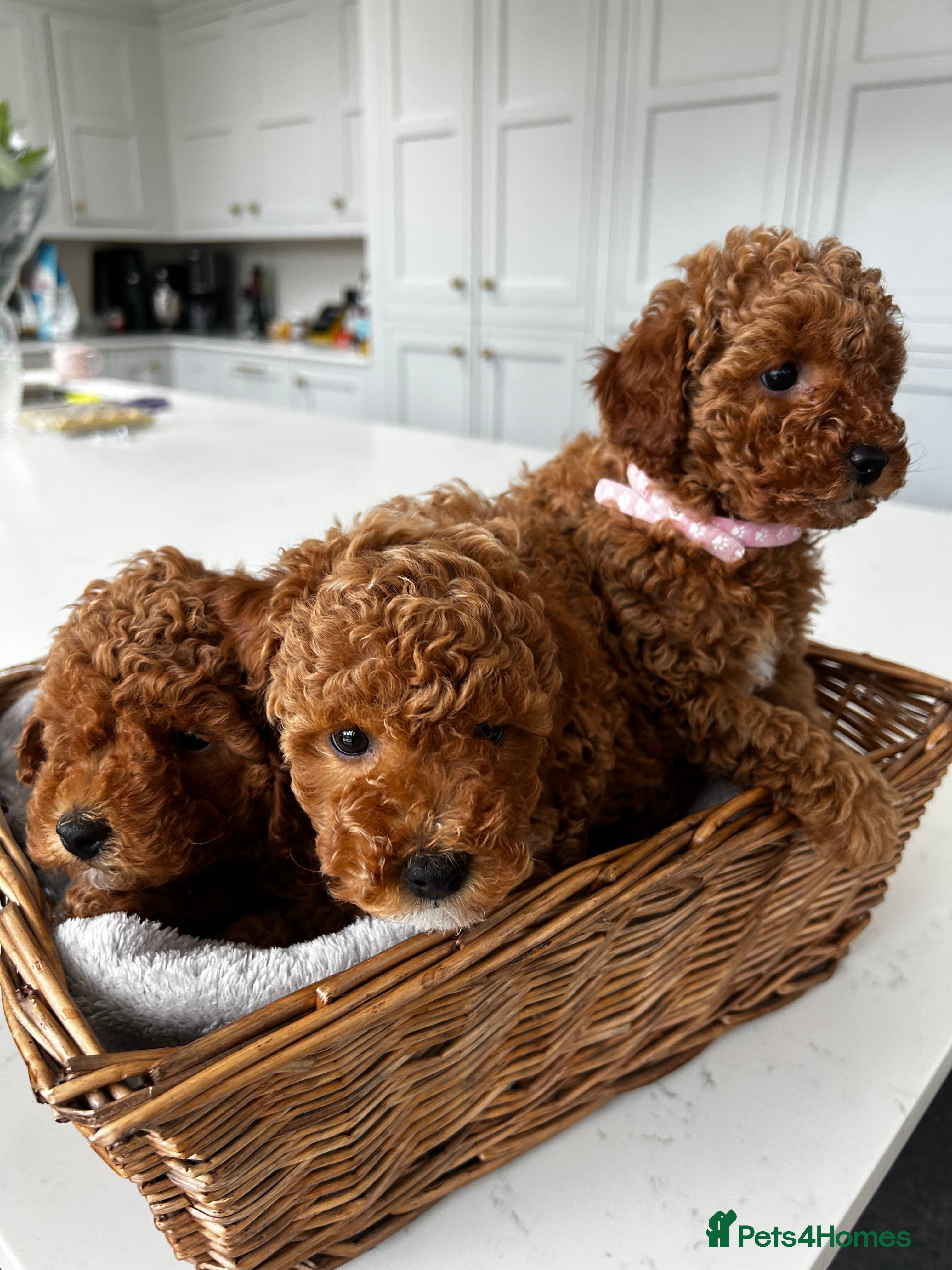 Toy Poodle dogs KC. Reg. Red Toy poodles x3 - Advert 1