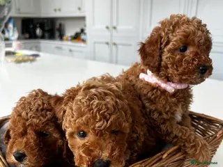 Toy Poodle dogs KC. Reg. Red Toy poodles x3 - Advert 1