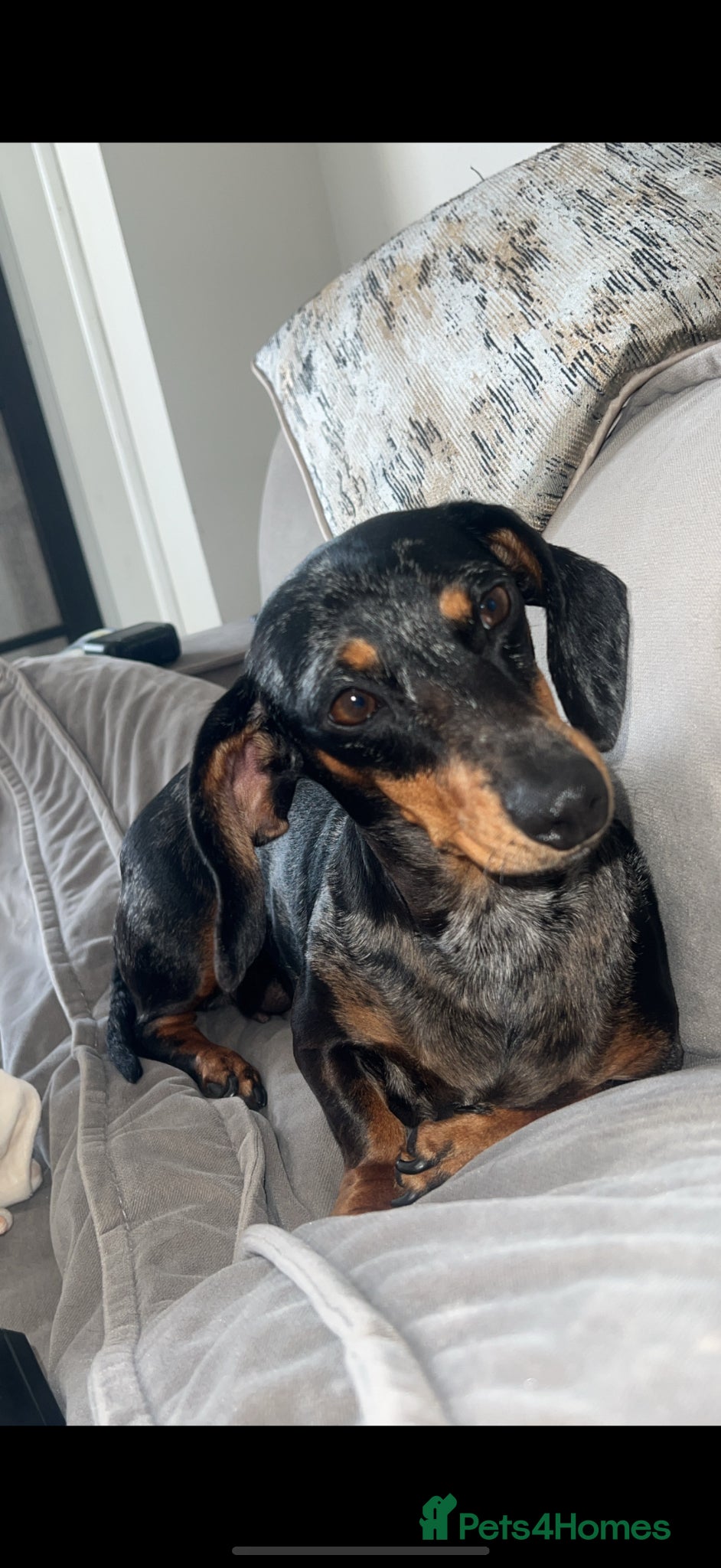 Dachshund dogs Miniature Dachshund Pups Available- Ready 3rd June - Advert 3