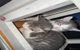 Toyger cats for sale: Toyger kittens  - Advert 5