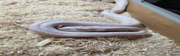 Corn Snake reptiles for sale: Male Adult Ghost Corn Snake 4 Years Old in Exeter - Advert 8