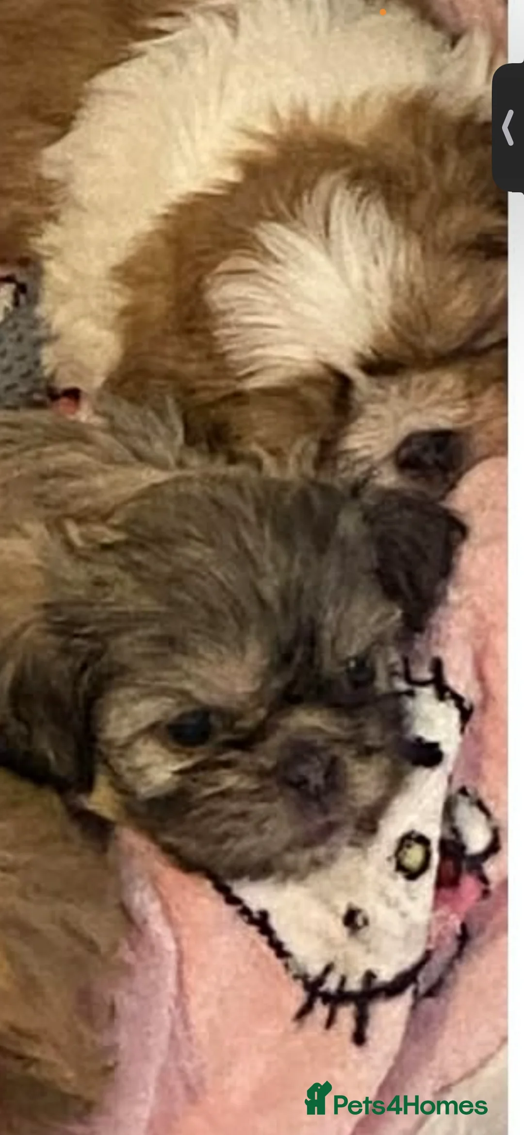 Shih Tzu dogs for sale: Shih Tzu puppies  - Advert 2