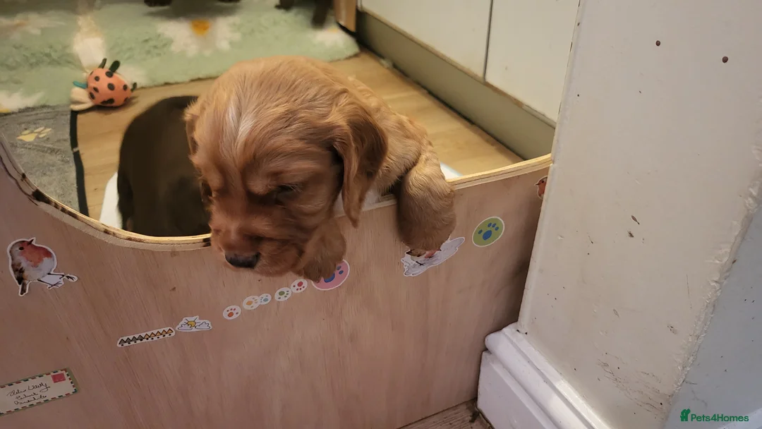 Cocker Spaniel dogs for sale: Lovely Litter of KC registered puppies for sale - Advert 14