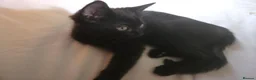 Mixed Breed cats for sale:  11-Week-Old Black Female Kitten - Advert 6