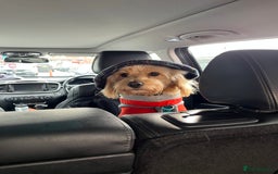 Cavapoochon dogs for stud: 🐾 Stud Available – Meet Eggy the Cavapoochon! 🐾 - Advert 10