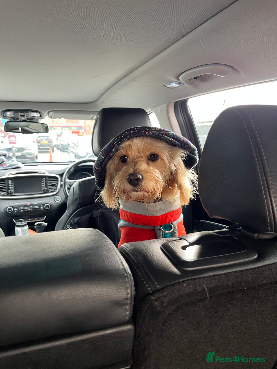 Cavapoochon dogs for stud: 🐾 Stud Available – Meet Eggy the Cavapoochon! 🐾 - Advert 10